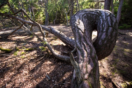 Schweden Trollskogen