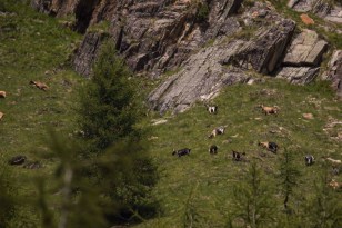 Südtirol 2017 Pfossental (119)-2