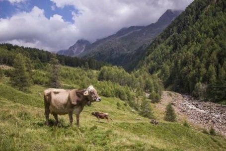 Südtirol 2017 Pfossental (186)-2