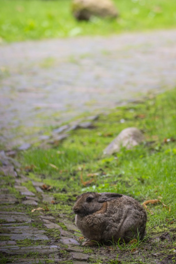 Ostfriesland Kaninchen