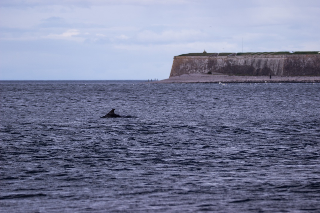 Black Isle Delfin